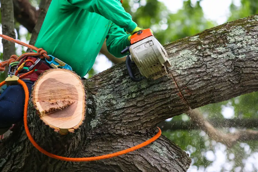 Expert Tree Branch Removal Azusa, CA Expert Tree Branch Removal Azusa, CA