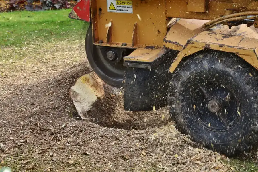 How Stump Grinding Protects Your Lawn From Root Decay in Azusa, CA How Stump Grinding Protects Your Lawn From Root Decay in Azusa, CA