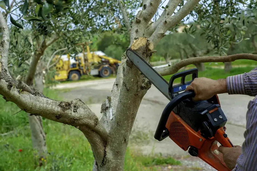 How Tree Branch Removal Enhances Your Landscapes Appearance Azusa, CA How Tree Branch Removal Enhances Your Landscapes Appearance Azusa, CA