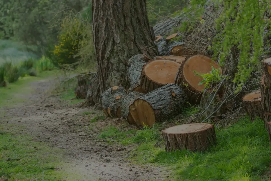 Professional Arborist in Azusa, CA Professional Arborist in Azusa, CA