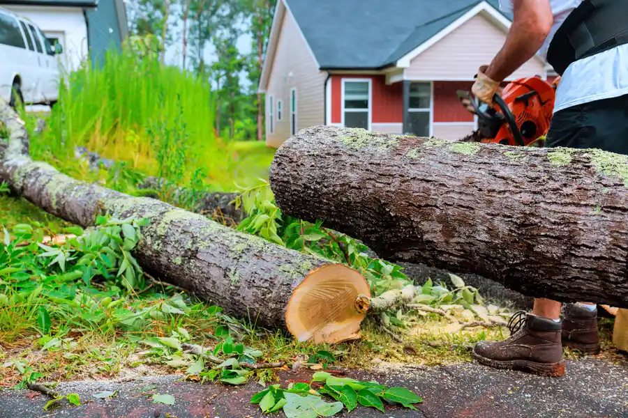 Superior Emergency Tree Removal Azusa, CA Superior Emergency Tree Removal Azusa, CA