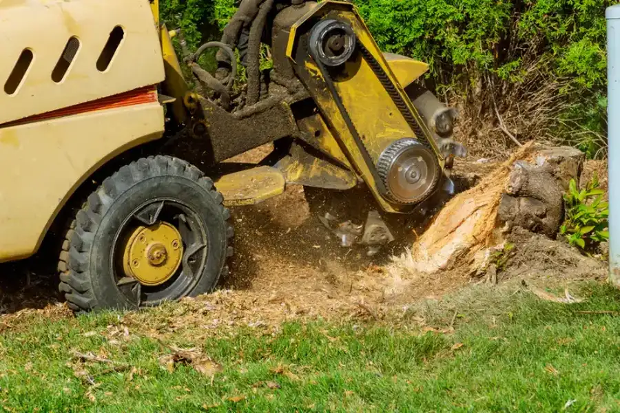 The Importance Of Tree Pruning For Long-term Growth Azusa, CA The Importance Of Tree Pruning For Long-term Growth Azusa, CA
