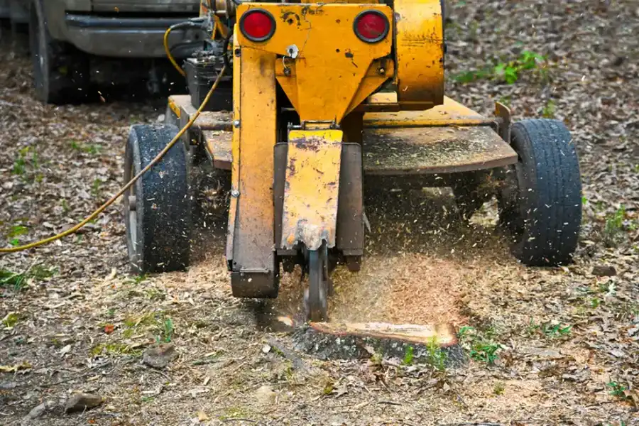 The Importance Of Tree Pruning For Long-term Growth in Azusa, CA The Importance Of Tree Pruning For Long-term Growth in Azusa, CA